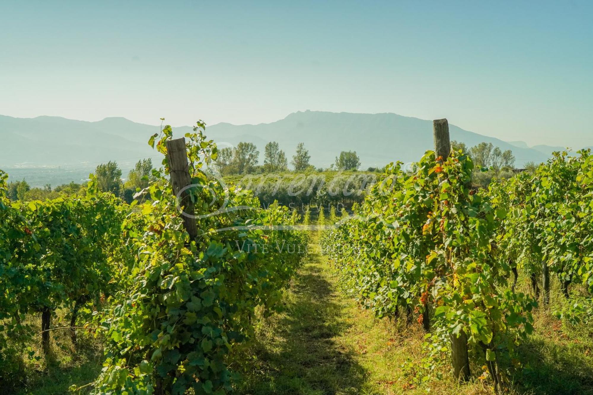 Vesuvio Inn Bed & Wine Experience Boscotrecase Экстерьер фото